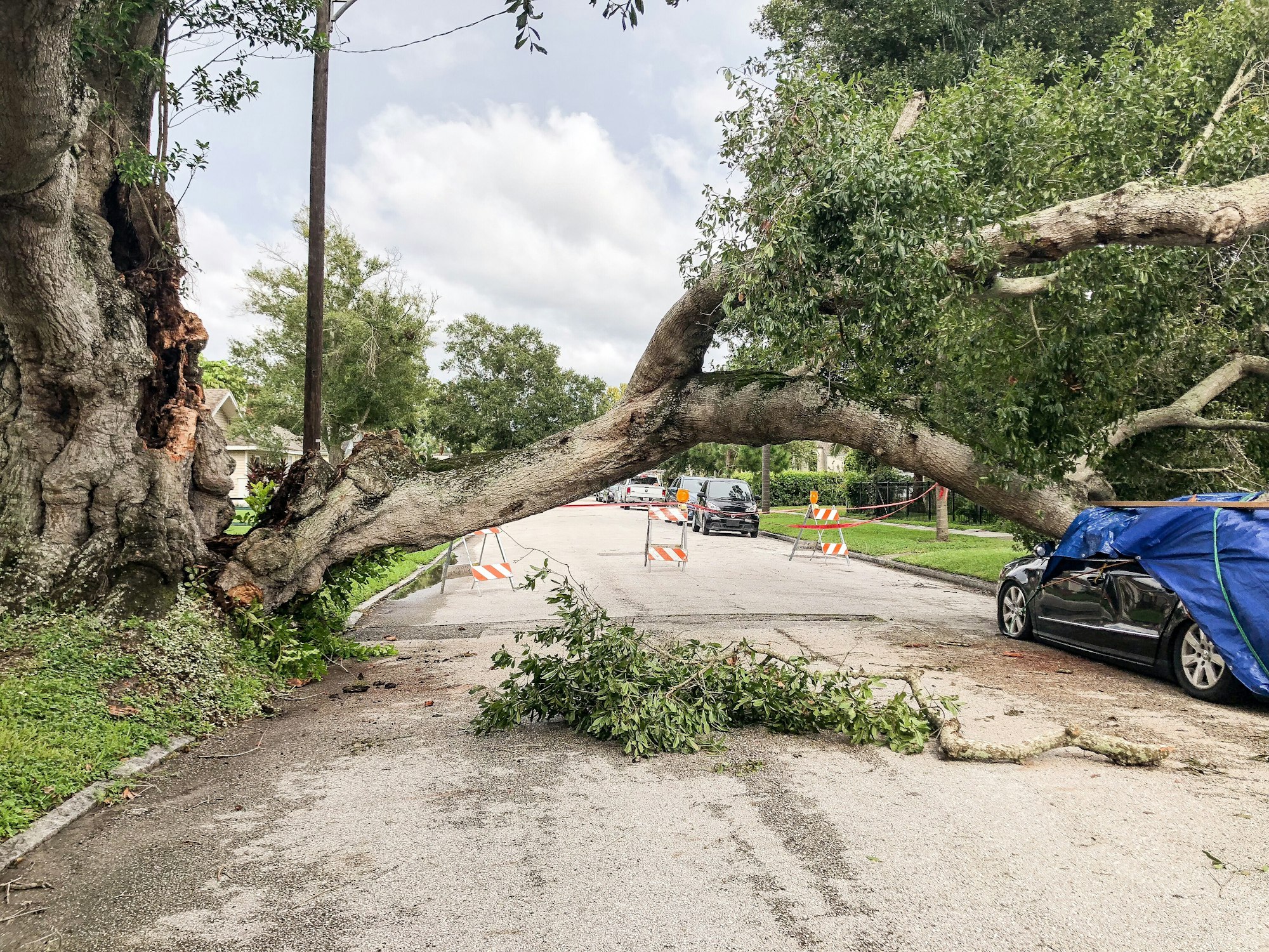 A damaged tree and car from hurricane